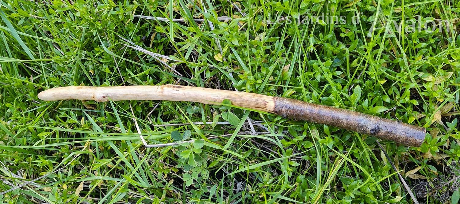 Baguette magique bois et plume "Renaissance"