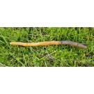 Baguette magique bois et plume "Sagesse"